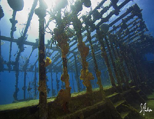 My favorite wreck off Nassau. The wreck is home to a lot ... by Steven Anderson 